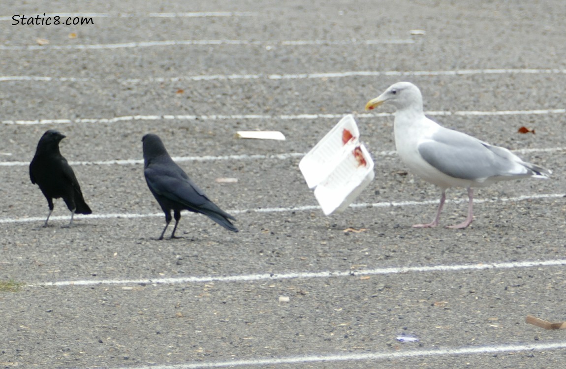 Two Crows walk away as a gull tosses the takeout container