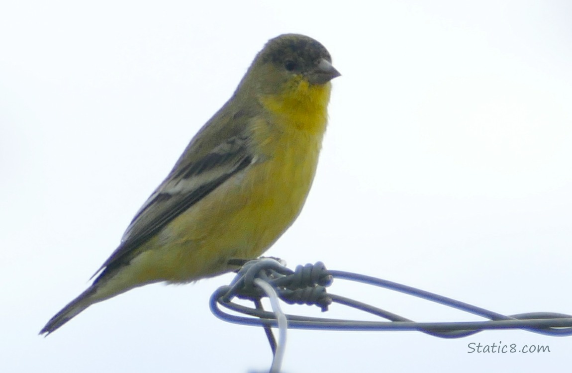 Lesser Goldfinch standing on a wire trellis