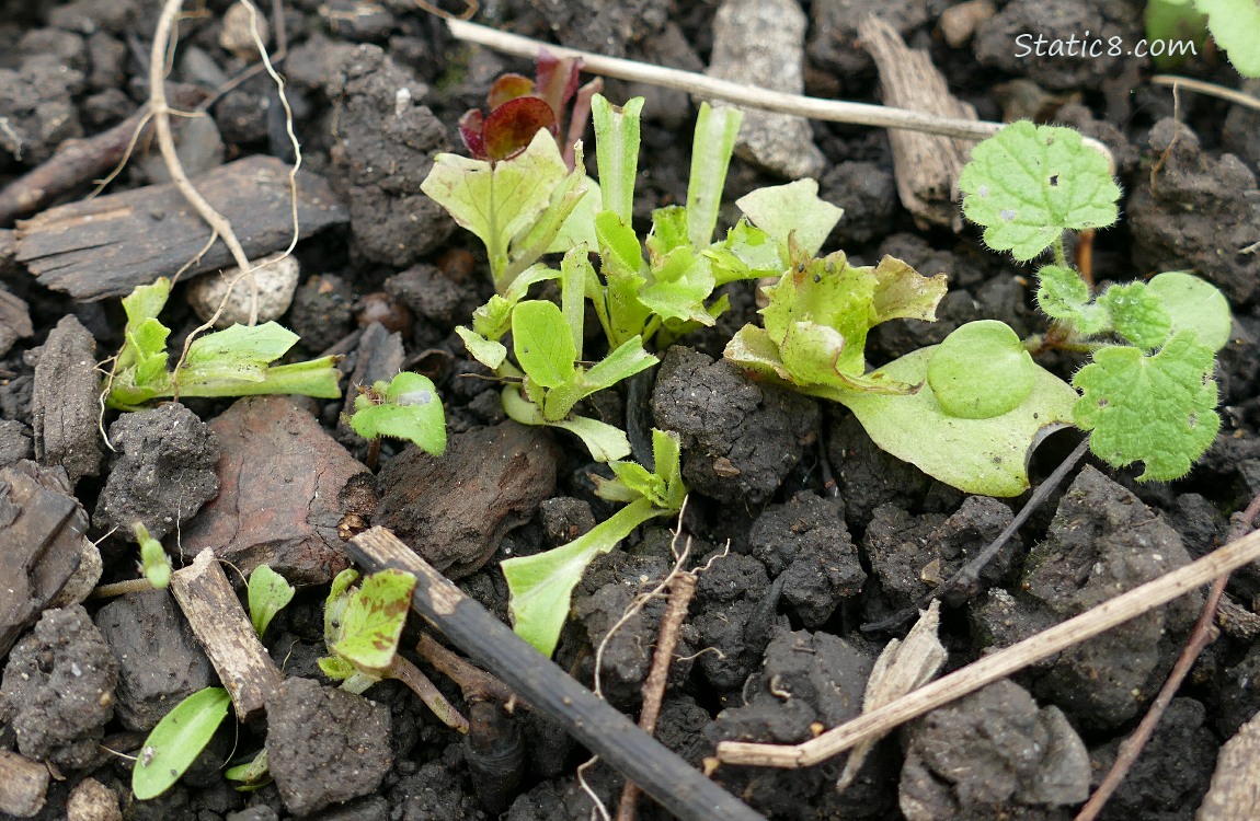 Lettuce seedlings which have been munched almost to the ground