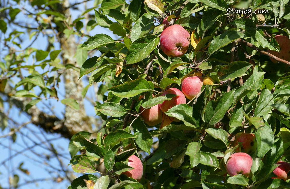 Red, ripe apples on the tree