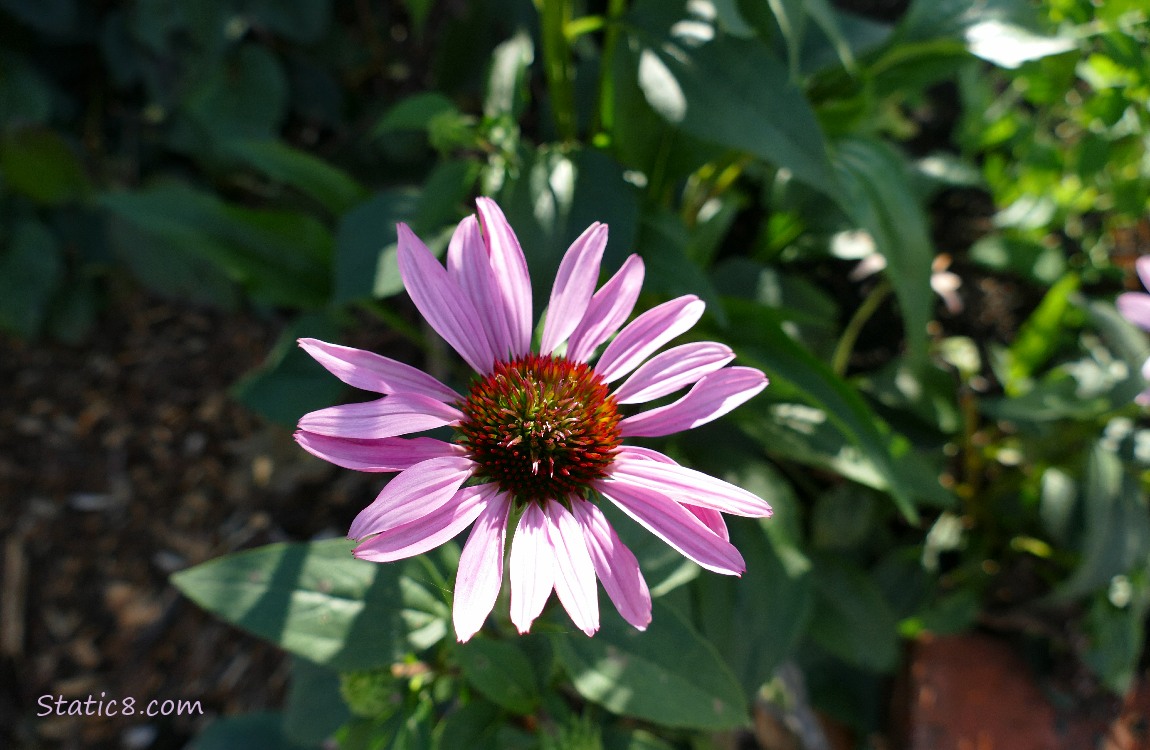 Pink Echinacea bloom