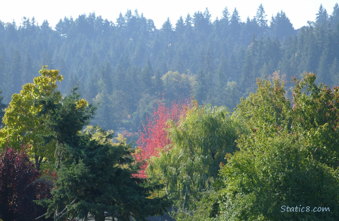 Autumn red tree peeks out amongst green trees