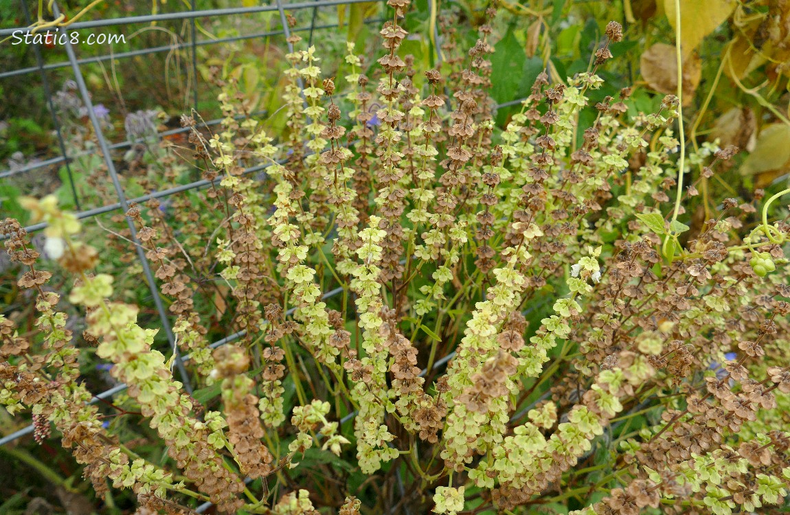 Basil stalks in flower and seed