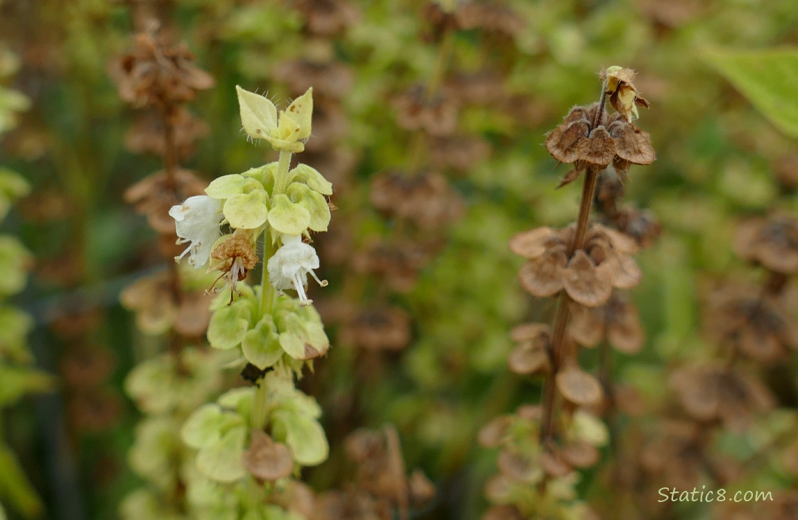 Close up of a basil flower with dead stalks in the background