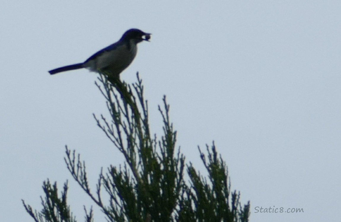 Silhouette of a Scrub Jay standing at the top of a pine tree, holding a nut in her beak