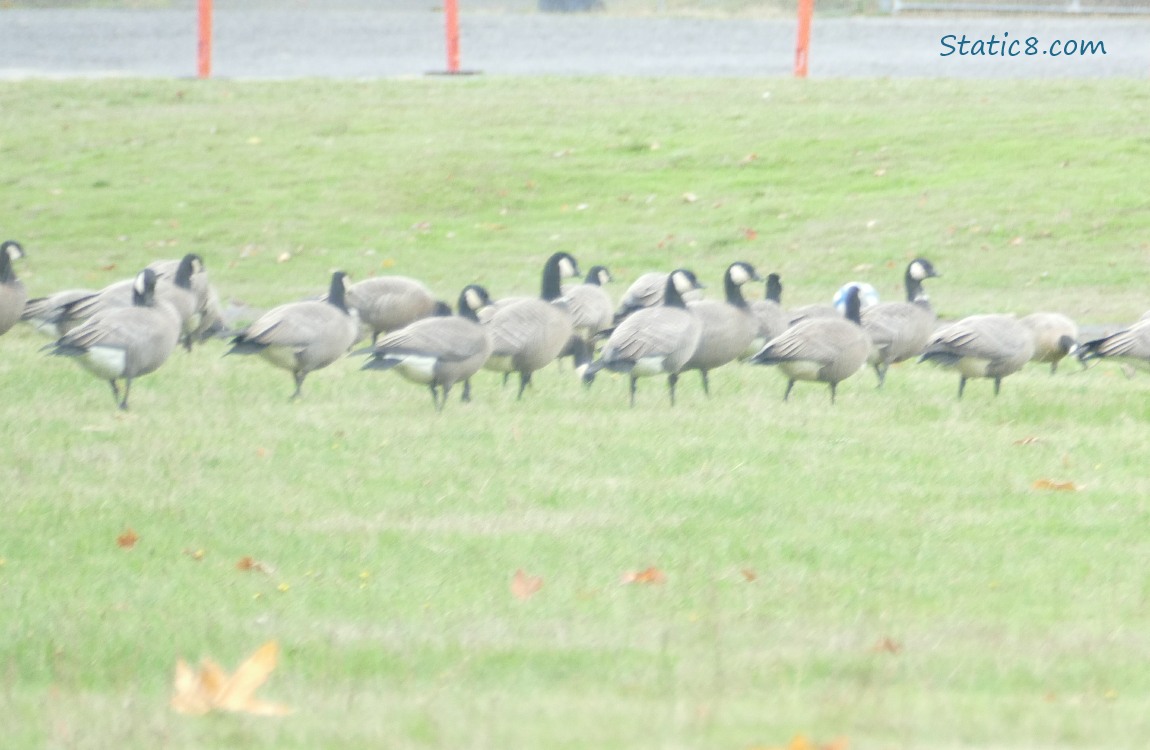 Cackling Geese walking in the grass