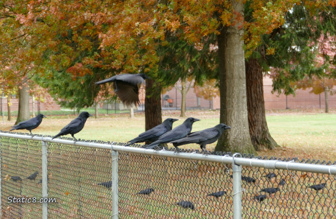 Five Crows standing on a chain link fence