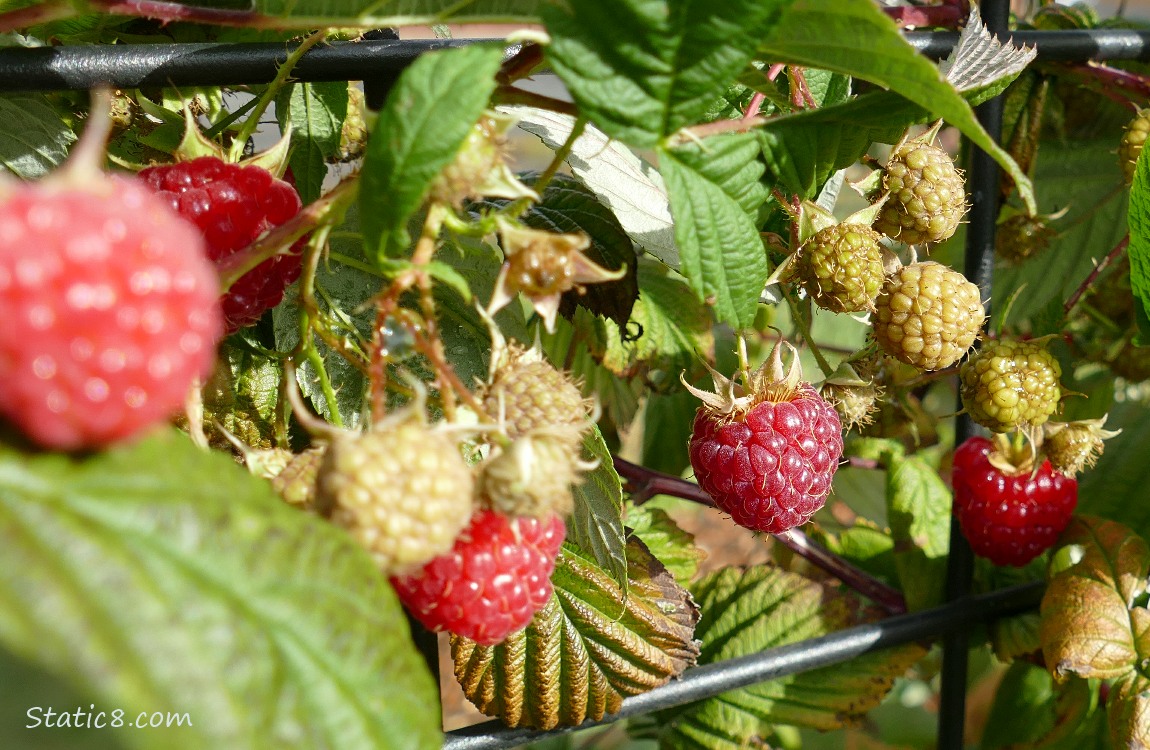 Raspberries ripening on the vine