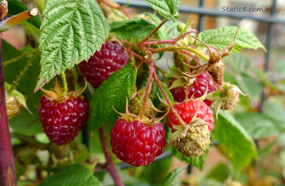 Raspberries ripening on the vine