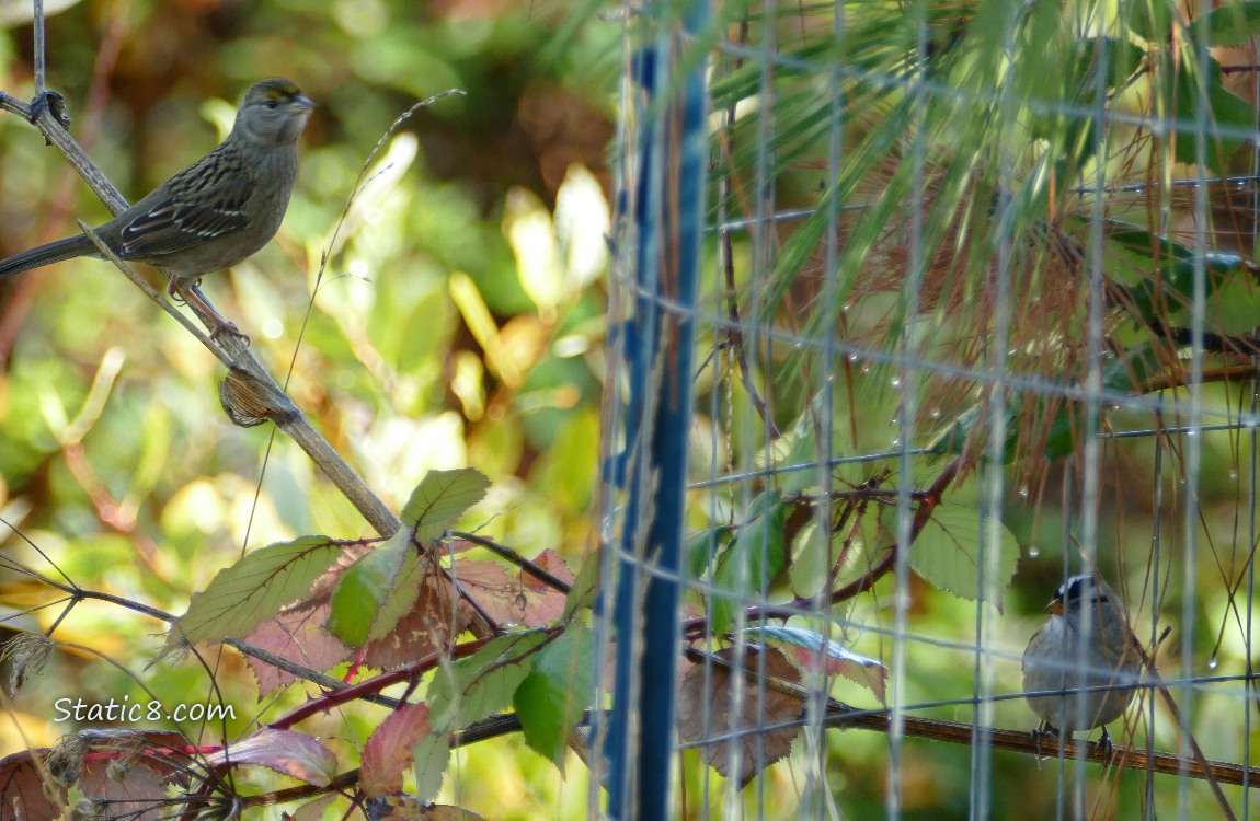 Sparrows behind a wire fence