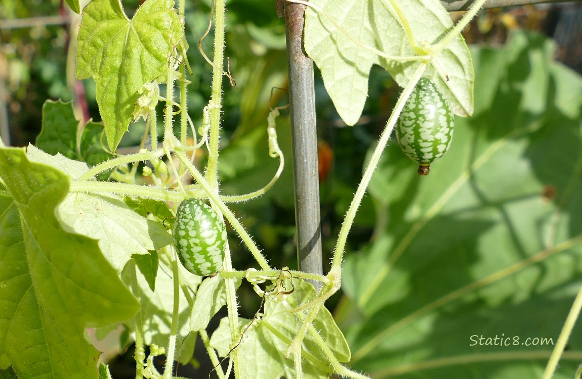 Cucamelons hanging from the vine