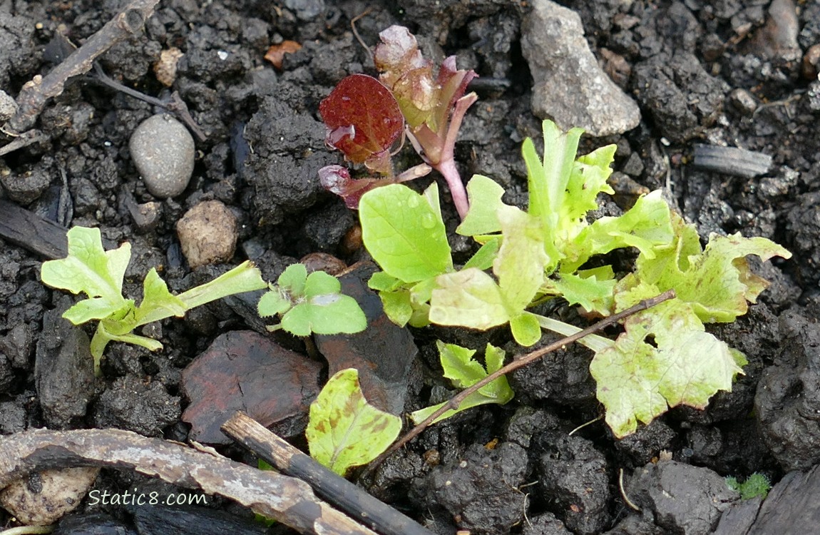 Lettuce seedlings growing in the dirt
