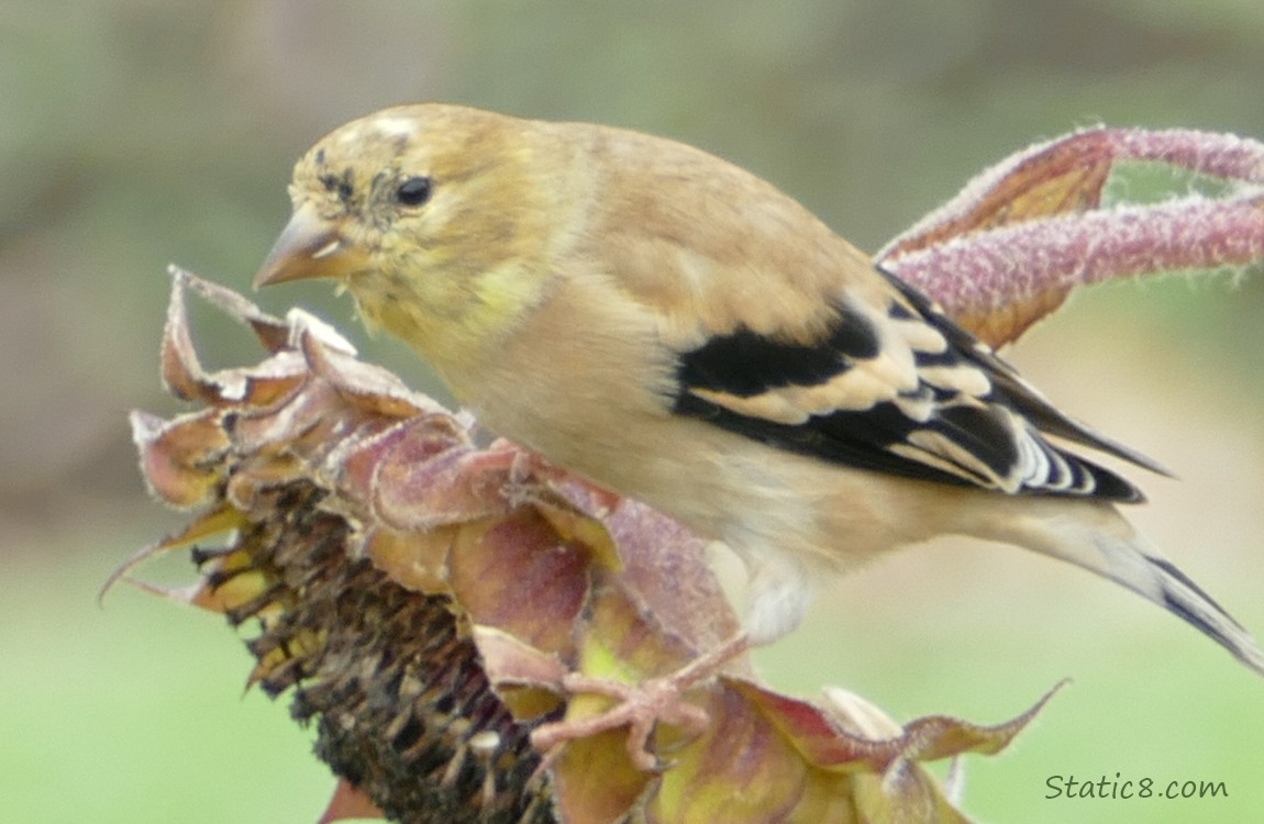 American Goldfinch standing on a sunflower seedhead which is leaning down