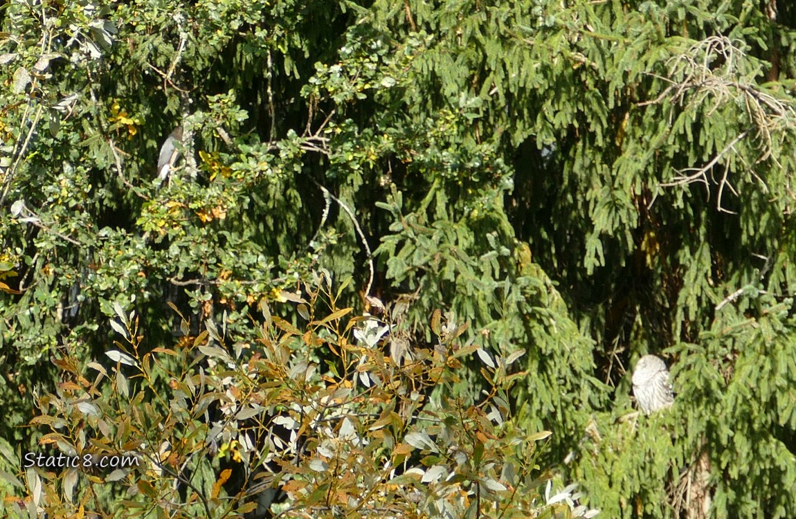 Barely seen Cooper Hawk and Barred Owl standing in trees