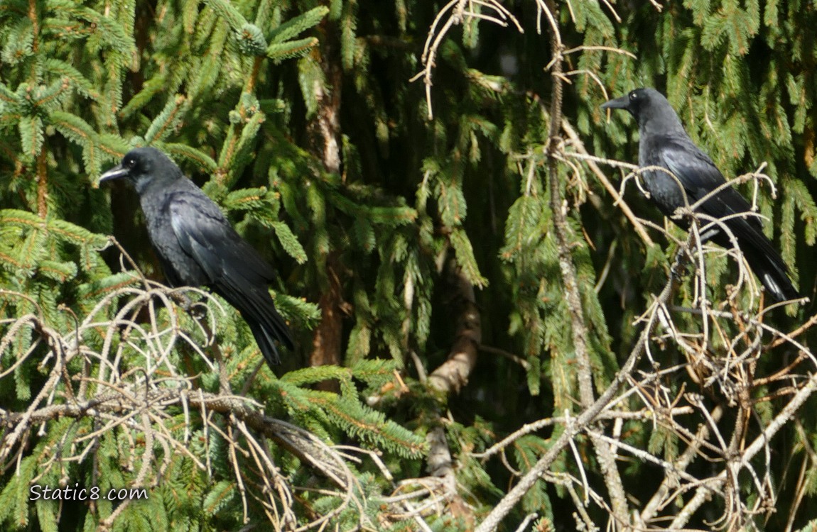 Two Crows standing in a fir tree