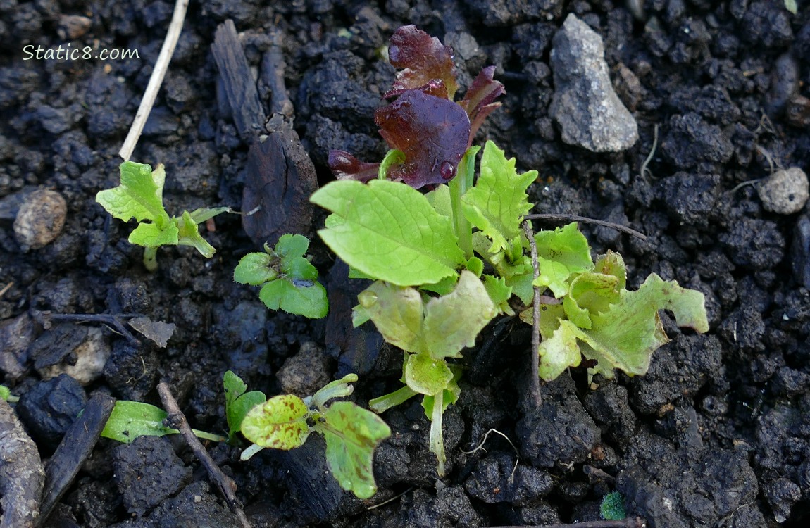 Lettuce seedlings growing in the dirt