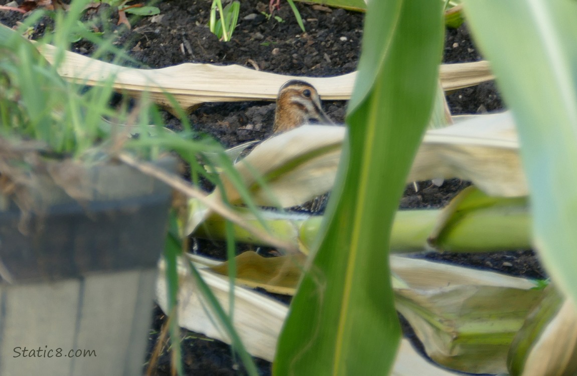 Wilson Snipe behind fallen corn leaves