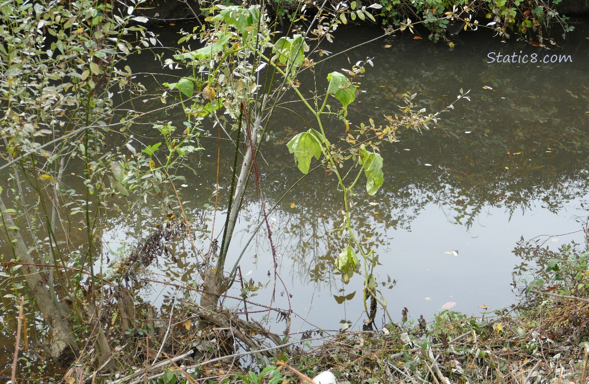 plants over the creek