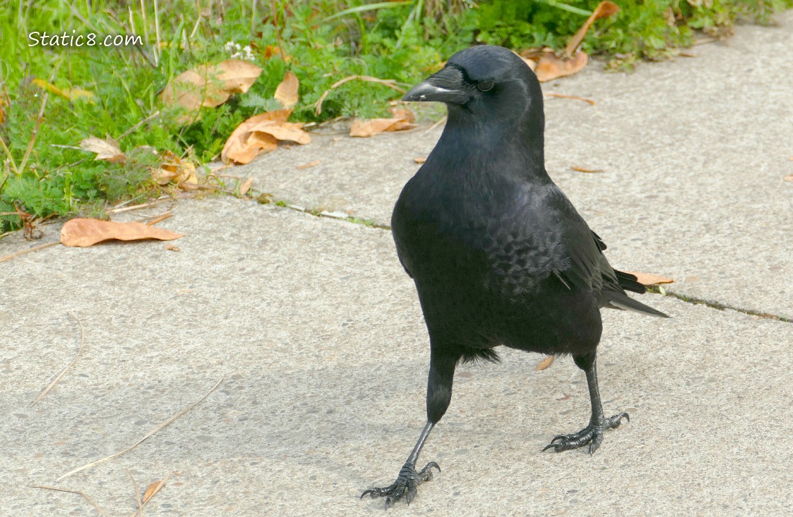 Crow walking on the sidewalk
