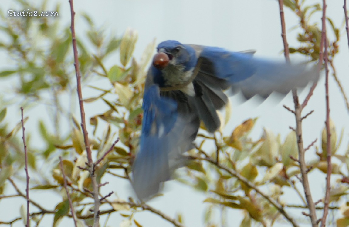 Scrub Jay flies from the tree
