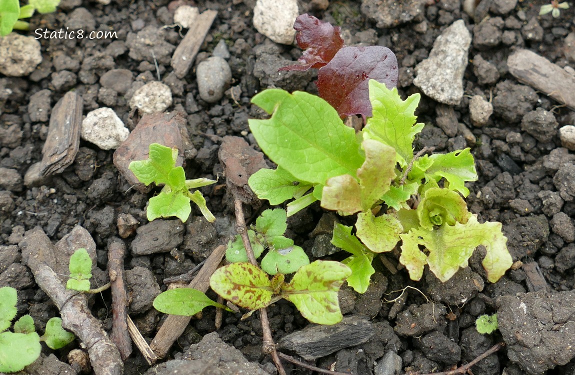 Lettuce seedlings growing in the dirt