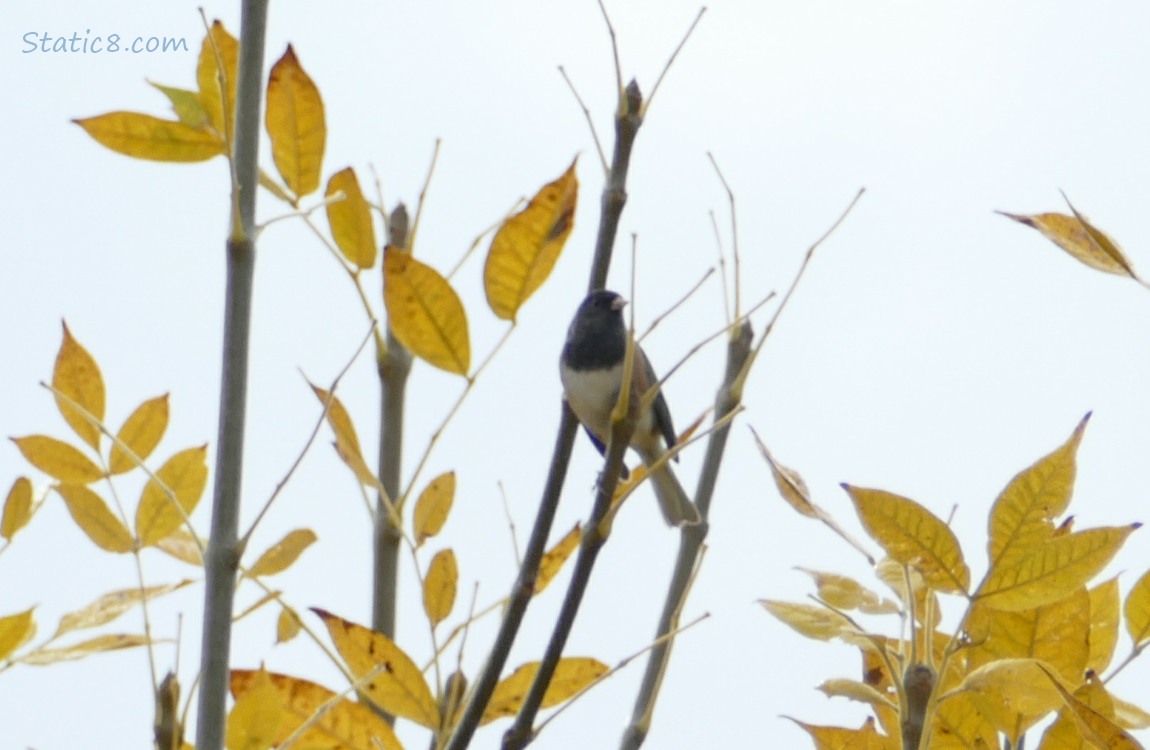 Junco standing at the top of a twig with autumn yellow leaves and grey sky behind