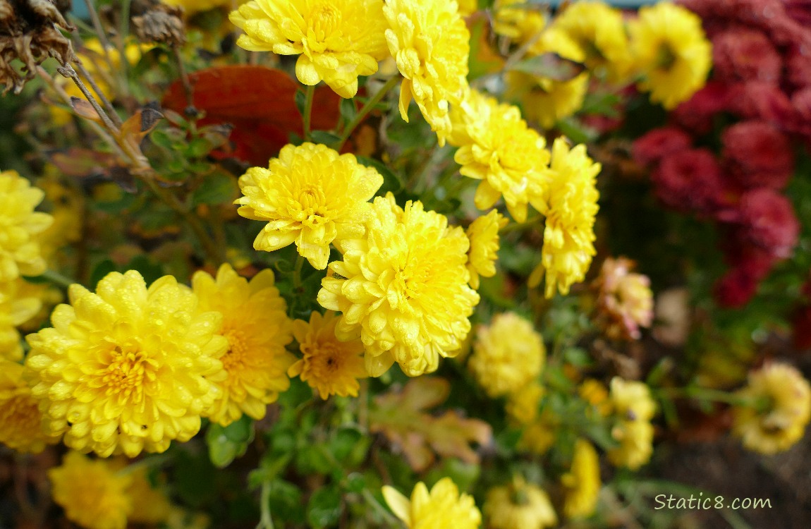Yellow Chrysanthemum blooms