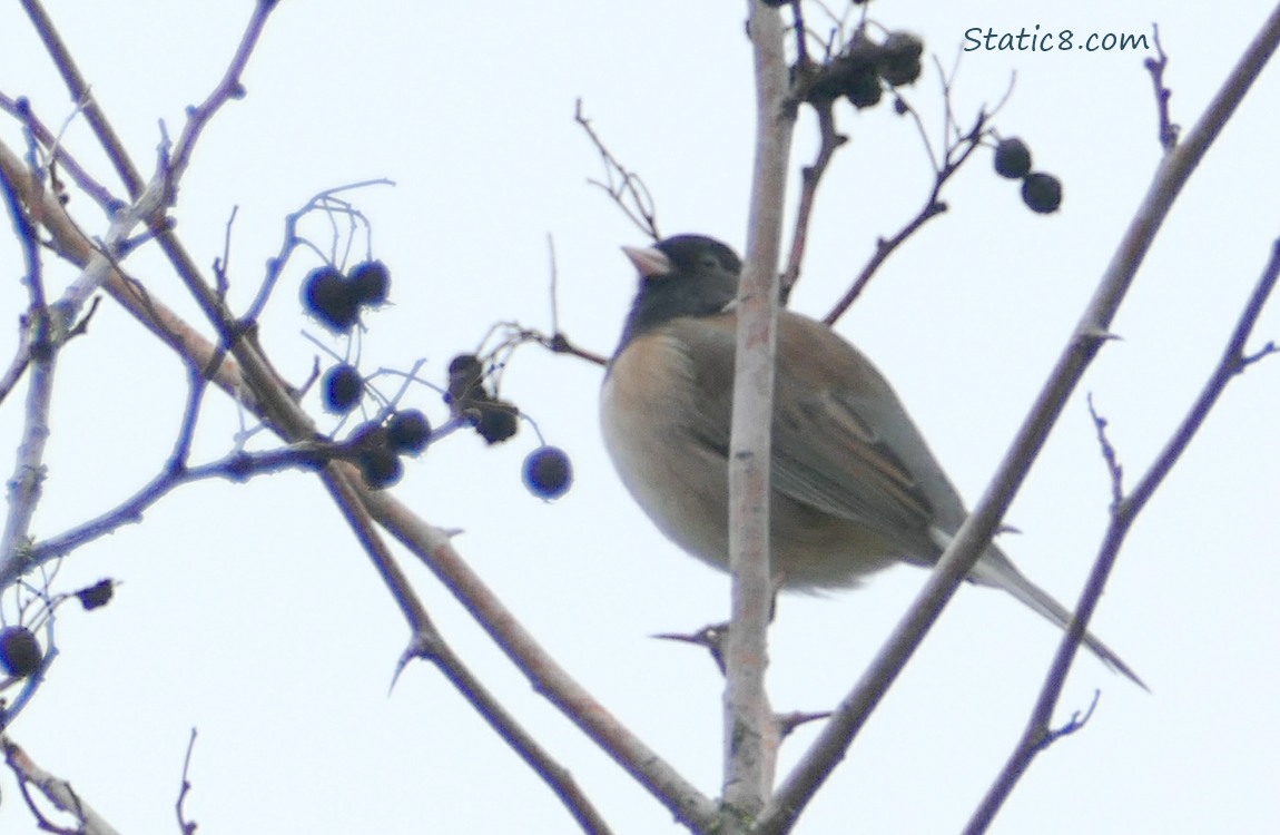 Junco standing up on a winter bare twig
