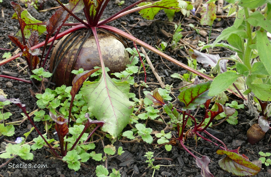Beets growing in the dirt with some weeds