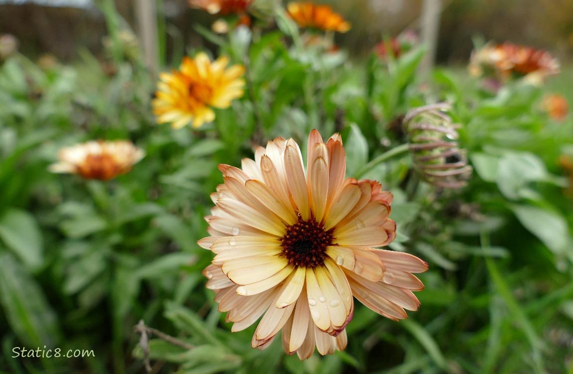 Calendula blooms