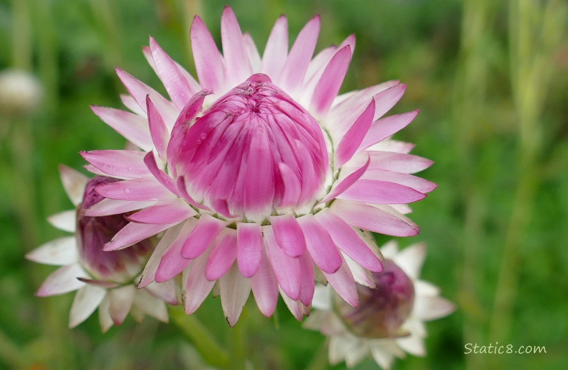 Pale pink Strawflower blooms
