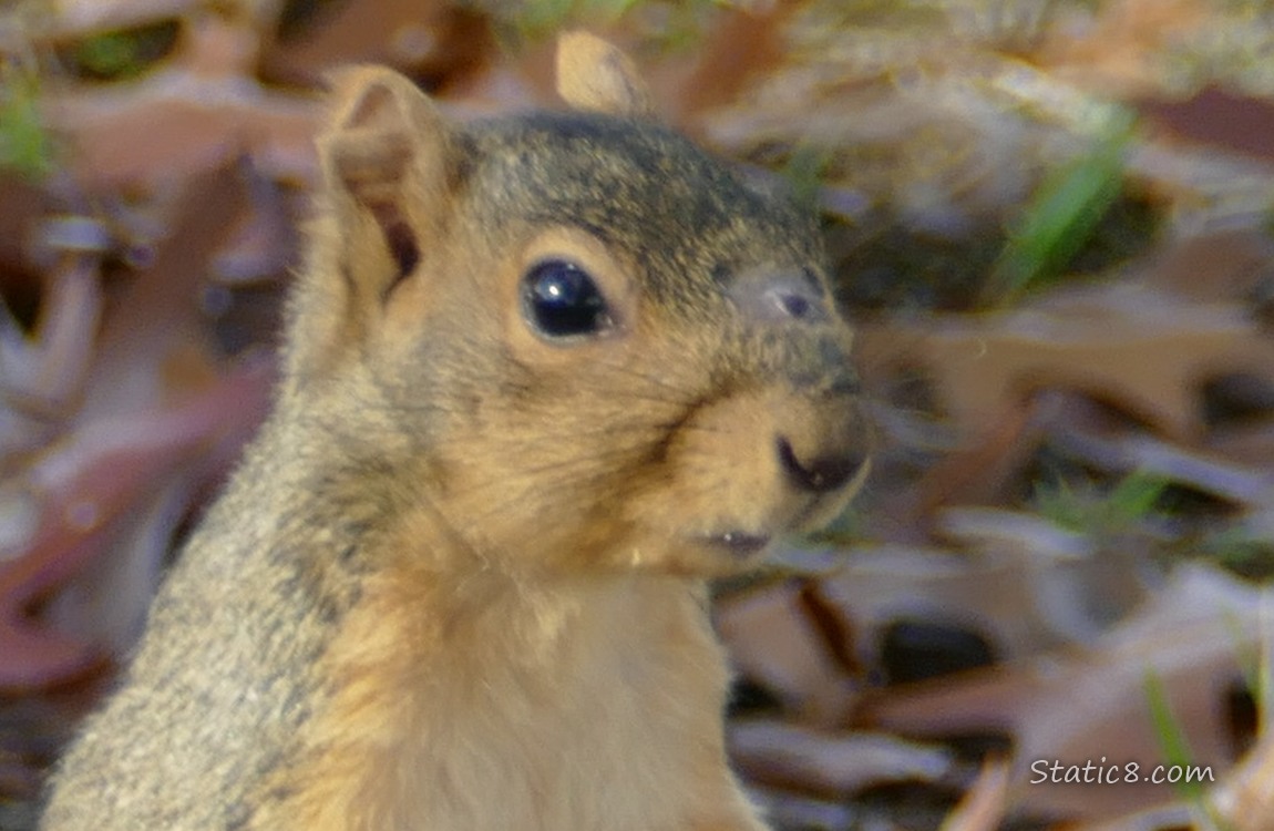 Close up of a squirrel with a healing wound on the bridge of his nose