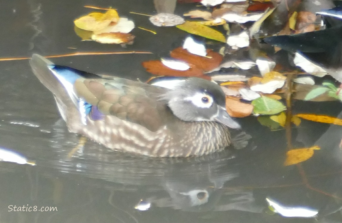 Female Wood Duck paddling on the water