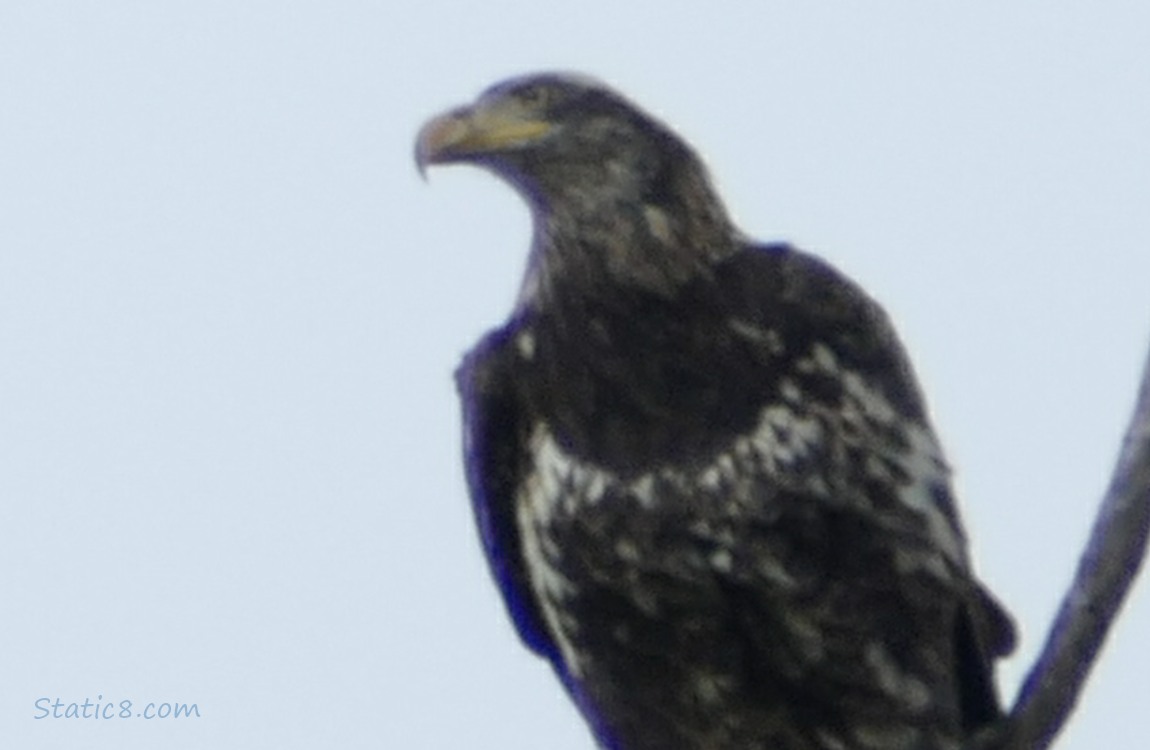 Juvenile Bald Eagle