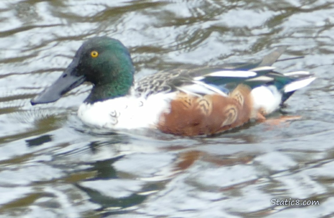 Northern Shoveler paddling on the water