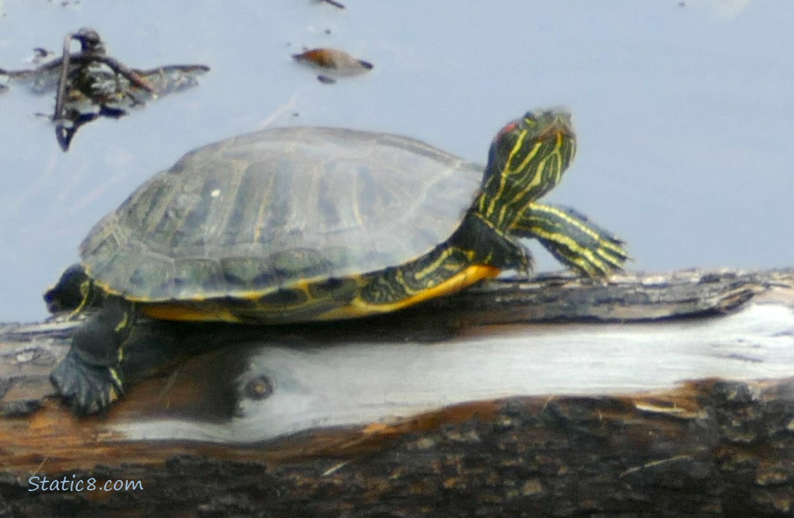 Turtle sitting on a log on the water