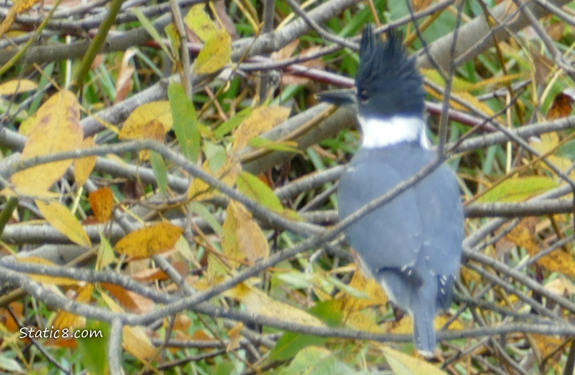Belted Kingfisher standing on a stick