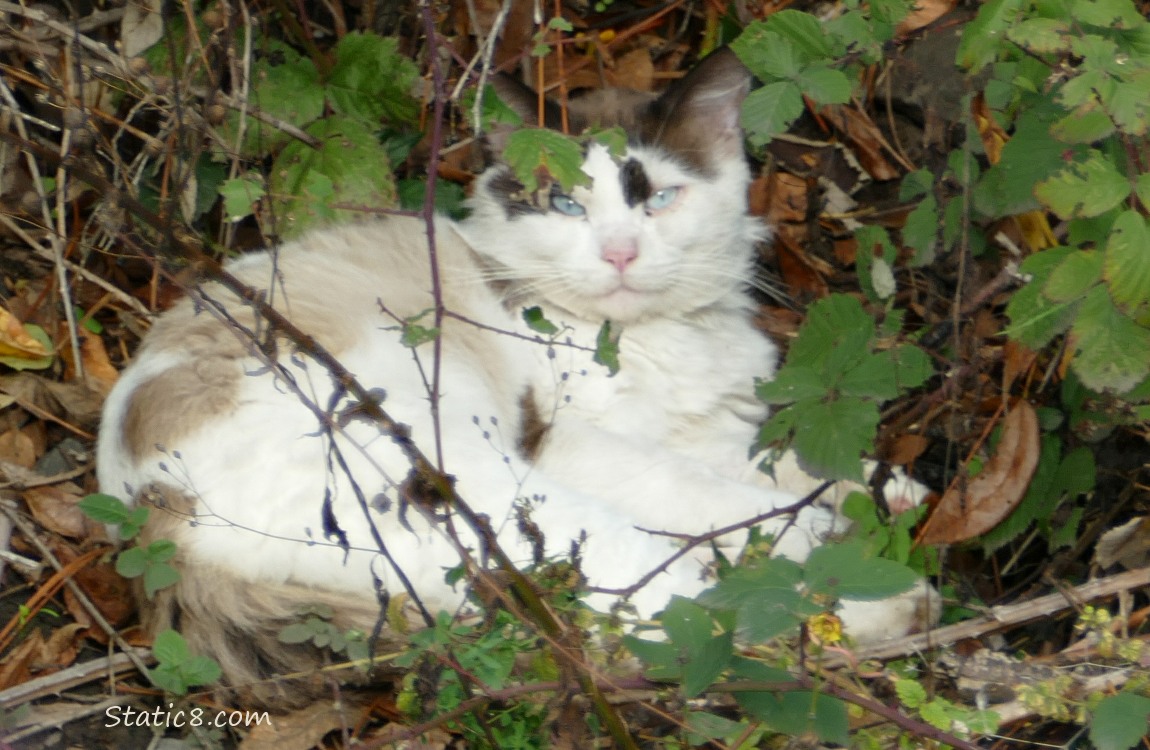 White and tan long haired cat with blue eyes