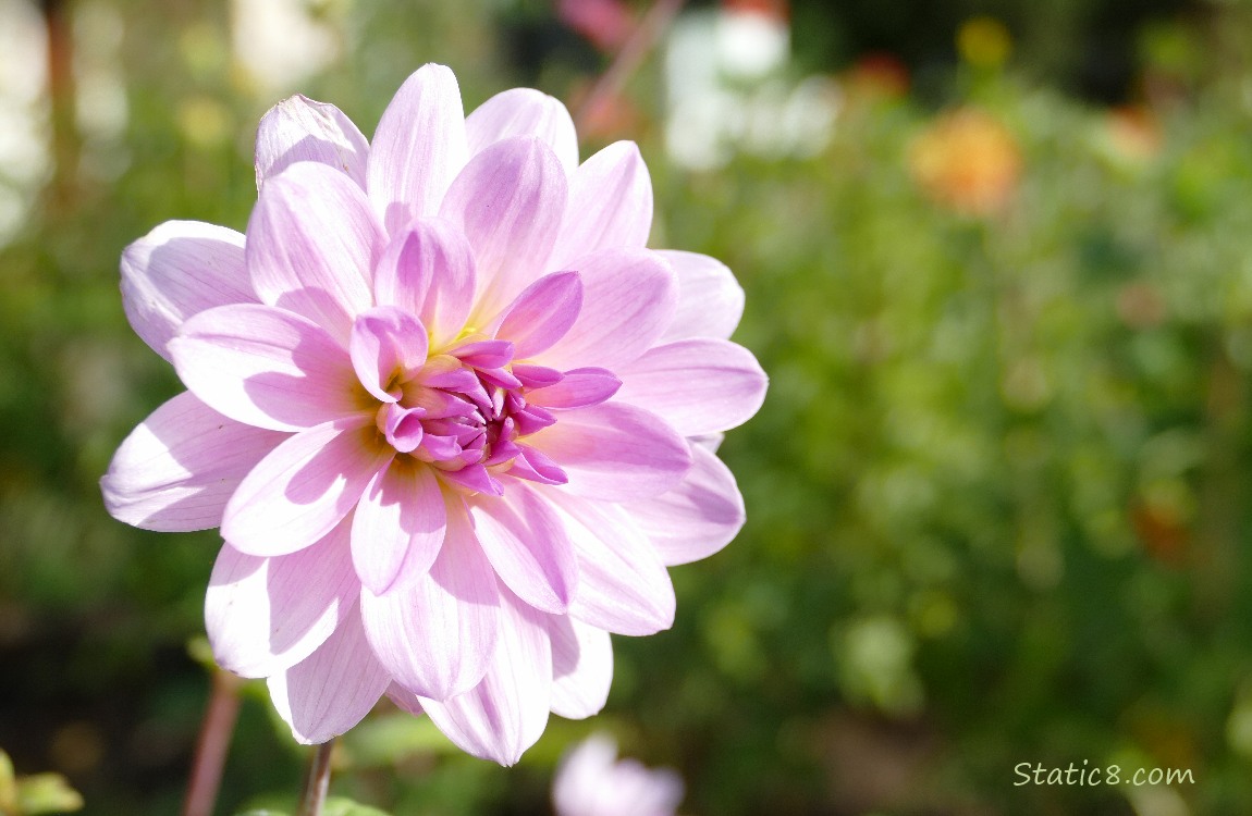Pink Dahlia bloom