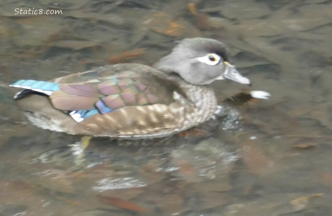 Female Wood Duck on the water