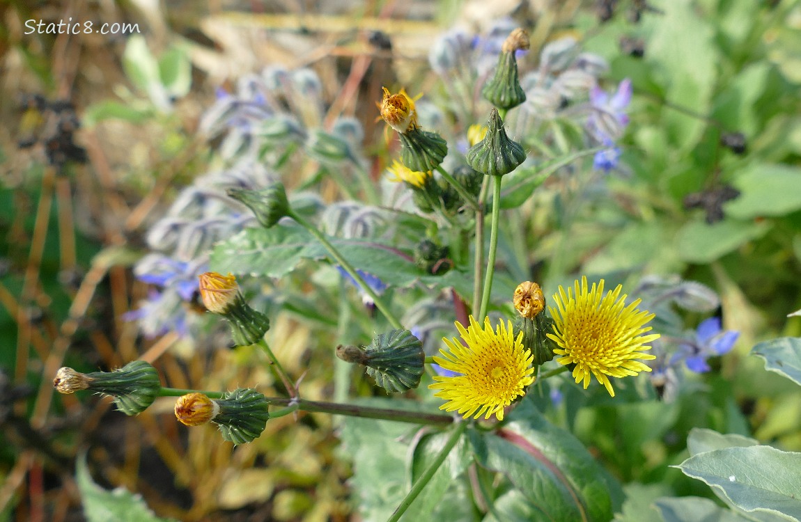 Dandelion blooms