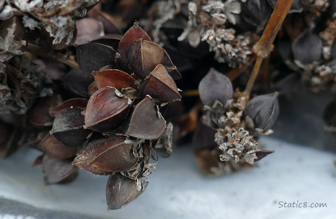 Close up of gathered Buckwheat seeds