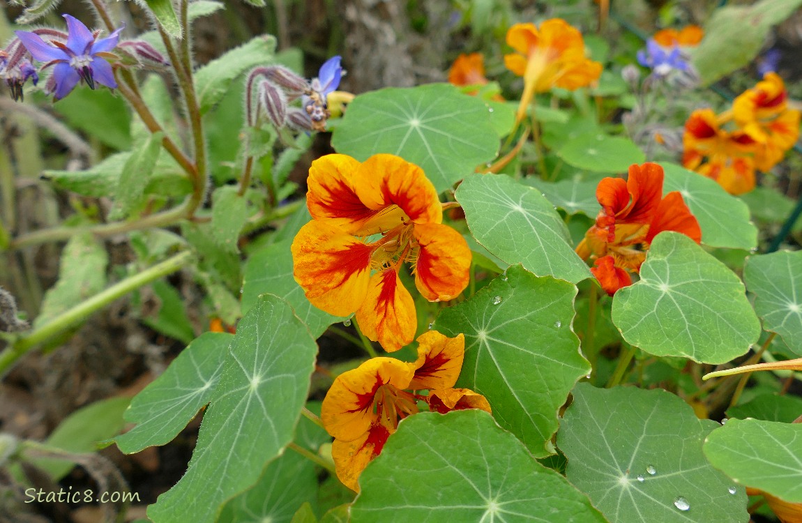 Orange Nasturtium blooms with Borage blooms
