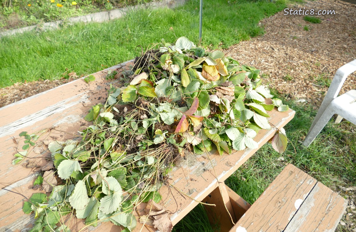 pulled out strawberry plants laying on a wood picnic table