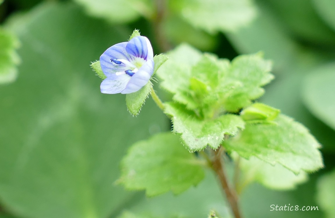 Close up of a single Speedwell bloom