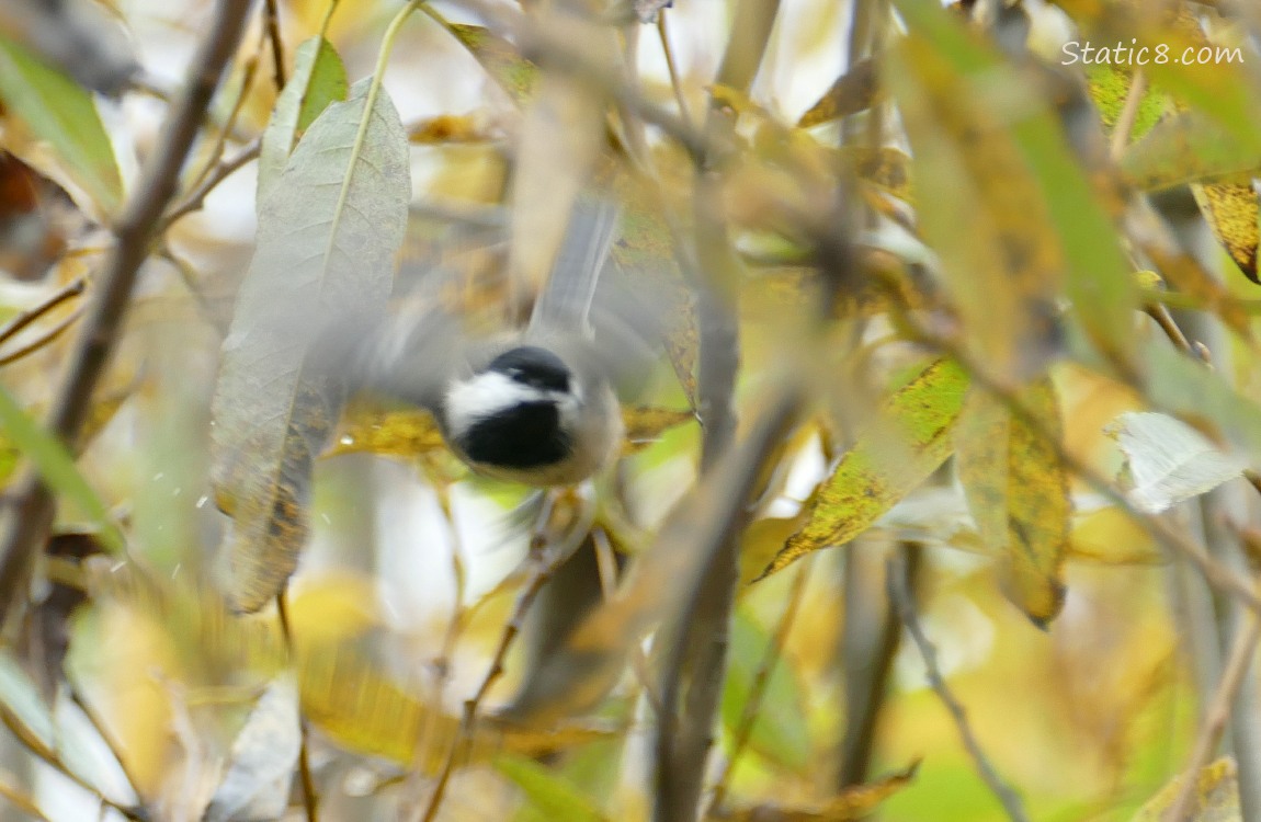 Blurry Chickadee flying from her perch