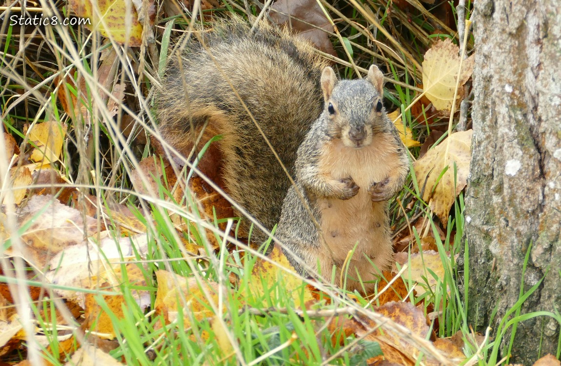 Squirrel standing in the grass next to a tree trunk