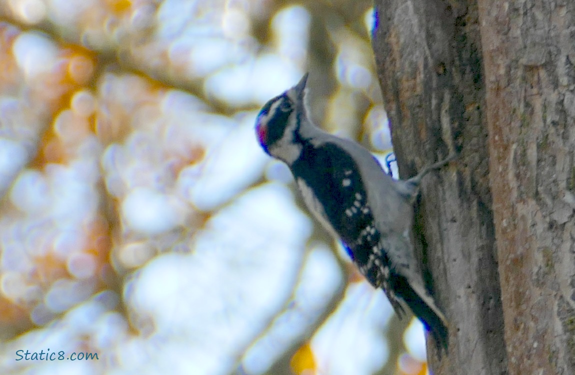 Downy Woodpecker standing on the side of a tree trunk