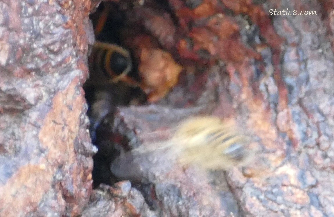 Blurry Honey Bees going into a hole in a tree trunk