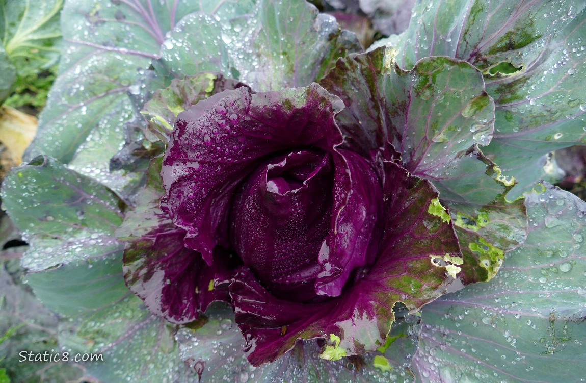 Close up of a growing Purple Cabbage plant
